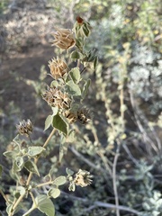 Abutilon abutiloides