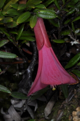 Philesia magellanica