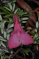 Philesia magellanica