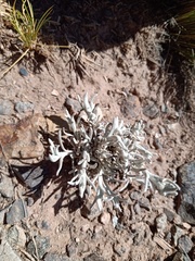 Senecio filaginoides