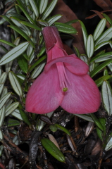 Philesia magellanica
