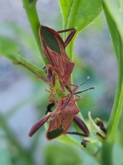 Athaumastus haematicus