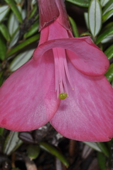 Philesia magellanica