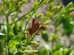 Athaumastus haematicus