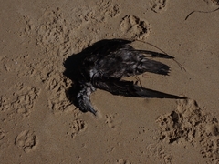 Ardenna tenuirostris