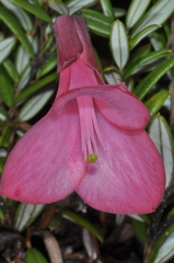 Philesia magellanica