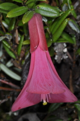 Philesia magellanica