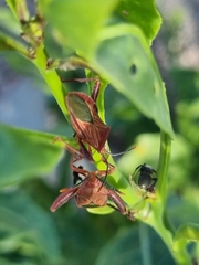 Athaumastus haematicus