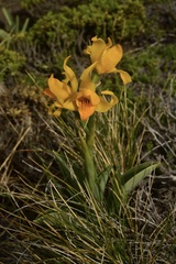 Chloraea alpina
