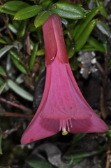 Philesia magellanica