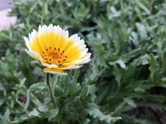 Layia platyglossa