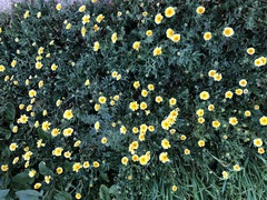Layia platyglossa