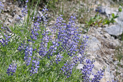 Lupinus argenteus argenteus