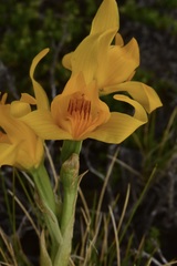 Chloraea alpina