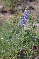Lupinus argenteus argenteus