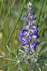 Lupinus argenteus argenteus