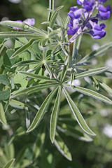 Lupinus argenteus argenteus