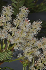 Weinmannia trichosperma