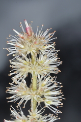 Weinmannia trichosperma