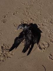 Ardenna tenuirostris