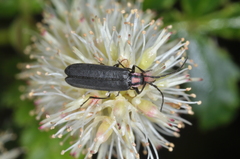 Mecopselaphus maculicollis