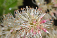 Weinmannia trichosperma