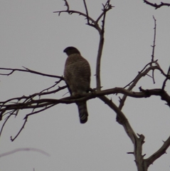 Accipiter cooperii