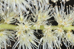 Weinmannia trichosperma