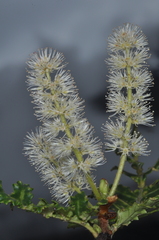 Weinmannia trichosperma