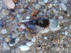 Mytilus galloprovincialis