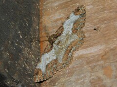 Colocleora divisaria