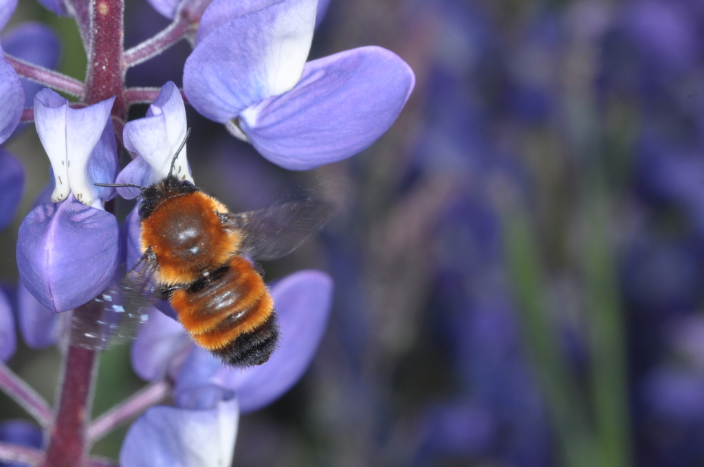 Megachile santacrucensis