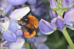 Bombus dahlbomii