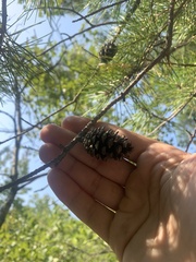 Pinus echinata