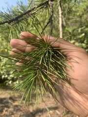 Pinus echinata