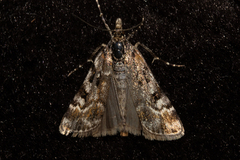 Scoparia famularis