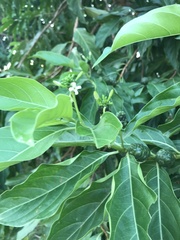 Morinda citrifolia