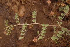 Hosackia crassifolia crassifolia