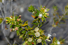 Styphelia leptospermoides