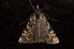 Scoparia famularis