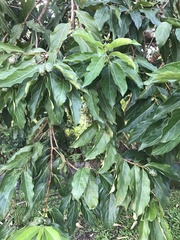 Morinda citrifolia