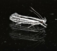 Leptosaces schistopa