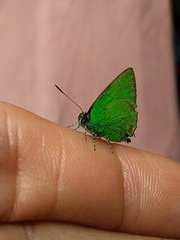 Chalybs hassan
