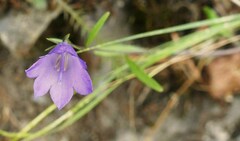 Campanula rotundifolia