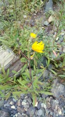 Sonchus arvensis uliginosus