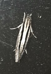 Leptosaces schistopa