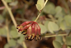 Hosackia crassifolia crassifolia