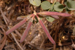 Hosackia crassifolia crassifolia