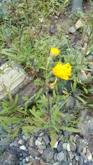 Sonchus arvensis uliginosus