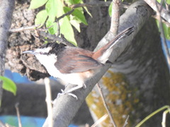 Campylorhynchus griseus